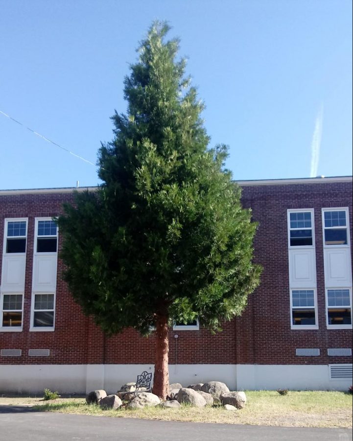 The tree on the south side of the school producing pollen
photo credit to Brendyn Howard