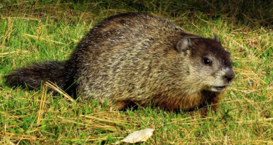A groundhog sits on green grass. This animal has importance to those who love Groundhog Day. 